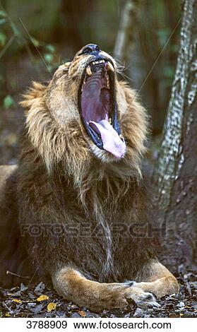 Lion View Large Photo Image Stock Photo - Lion. Fotosearch