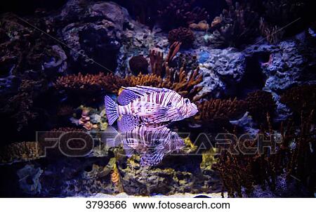Stock Photograph - Lionfish dragon aquarium in Lisbon, Portugal. Fotosearch