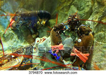 Stock Image - Lobsters in a fish pond.. Fotosearch