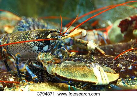 Stock Image - Lobsters in a fish pond.. Fotosearch