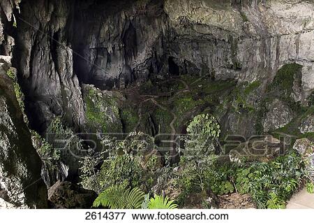 Malaysia, Island of Borno, Gunung Mulu Park, Lang's cave View Large Photo Image Stock Photo - Malaysia, Island of Borno, Gunung Mulu Park, Lang's cave. Fotosearch