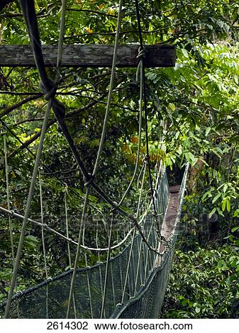 Malaysia, Island of Borno, Sarawak state, Gunung Mulu Park, rope bridge View Large Photo Image Stock Image - Malaysia, Island of Borno, Sarawak state, Gunung Mulu Park, rope bridge. Fotosearch