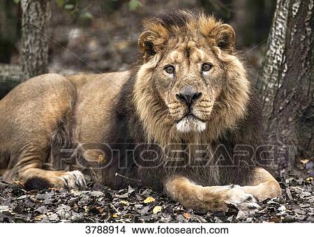 Picture - Male African Lion in the wood. Fotosearch