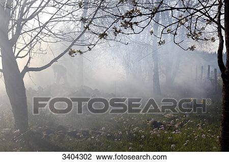 Stock Image - Man burning leaves in a garden. Fotosearch