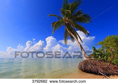 Mexico, Quintana Roo. Costa Maya. Mahahual. Beach. View Large Photo Image Stock Image - Mexico, Quintana Roo. Costa Maya. Mahahual. Beach.. Fotosearch