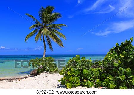 Stock Image - Mexico, Quintana Roo. Costa Maya. Mahahual. Beach.. Fotosearch
