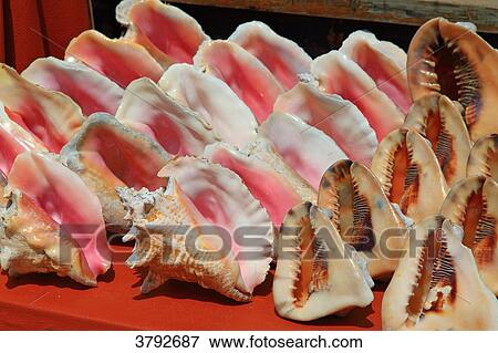 Mexico, Yucatan. Quintana Roo. Costa Maya. Majahual. Shells. View Large Photo Image Stock Photo - Mexico, Yucatan. Quintana Roo. Costa Maya. Majahual. Shells.. Fotosearch
