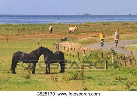 Nederlands. Wadden Islands archipelago. Vlieland island. View Large Photo Image Stock Image - Nederlands. Wadden Islands archipelago. Vlieland island.. Fotosearch