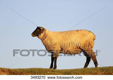 Normandy. Manche. Les Salines. Sheep salt meadow at low tide. View Large Photo Image Stock Image - Normandy. Manche. Les Salines. Sheep salt meadow at low tide.. Fotosearch