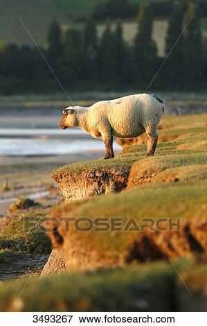 Normandy. Manche. Les Salines. Sheep salt meadow at low tide. View Large Photo Image Stock Photo - Normandy. Manche. Les Salines. Sheep salt meadow at low tide.. Fotosearch