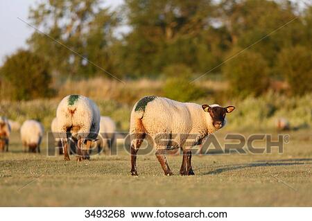 Normandy. Manche. Les Salines. Sheep salt meadow at low tide. View Large Photo Image Stock Photo - Normandy. Manche. Les Salines. Sheep salt meadow at low tide.. Fotosearch