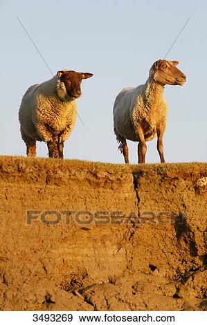 Normandy. Manche. Les Salines. Sheep salt meadow at low tide. View Large Photo Image Stock Photo - Normandy. Manche. Les Salines. Sheep salt meadow at low tide.. Fotosearch