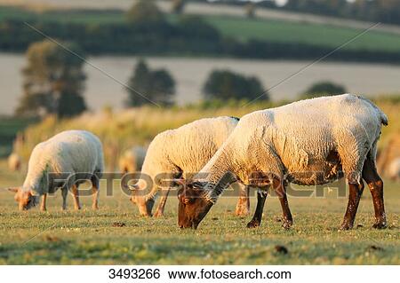 Normandy. Manche. Les Salines. Sheep salt meadow at low tide. View Large Photo Image Stock Photograph - Normandy. Manche. Les Salines. Sheep salt meadow at low tide.. Fotosearch
