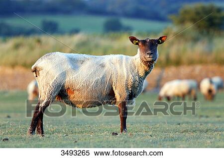 Normandy. Manche. Les Salines. Sheep salt meadow at low tide. View Large Photo Image Stock Photography - Normandy. Manche. Les Salines. Sheep salt meadow at low tide.. Fotosearch