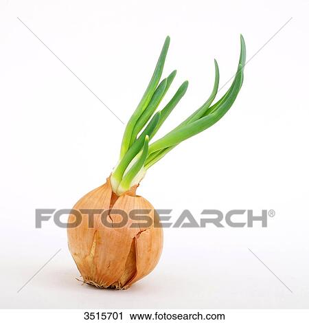 Stock Image - Onion in germination. Fotosearch