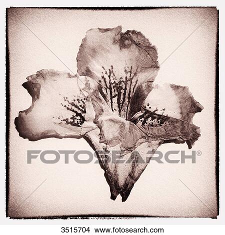 Picture - Orchid. Fotosearch