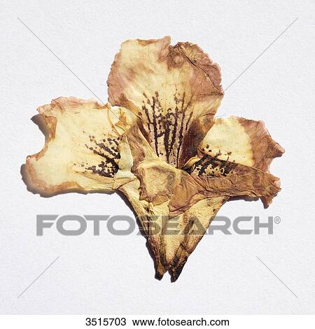 Stock Image - Orchid. Fotosearch