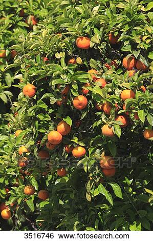 Portugal, Algarve. Faro. Orange tree. View Large Photo Image Stock Photograph - Portugal, Algarve. Faro. Orange tree.. Fotosearch