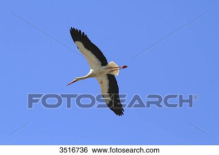 Stock Photograph - Portugal, Algarve. Faro. Stork flying.. Fotosearch