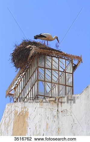 Portugal, Algarve. Faro. Stork. View Large Photo Image Stock Image - Portugal, Algarve. Faro. Stork.. Fotosearch