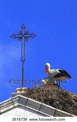 Portugal, Algarve. Faro. Storks in their nest. View Large Photo Image Stock Photo - Portugal, Algarve. Faro. Storks in their nest.. Fotosearch