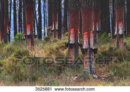 Portugal, Collecting pine resin. View Large Photo Image Stock Image - Portugal, Collecting pine resin.. Fotosearch