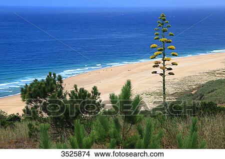 Portugal, Nazare. Praia do Norte. The northern beach. View Large Photo Image Picture - Portugal, Nazare. Praia do Norte. The northern beach.. Fotosearch