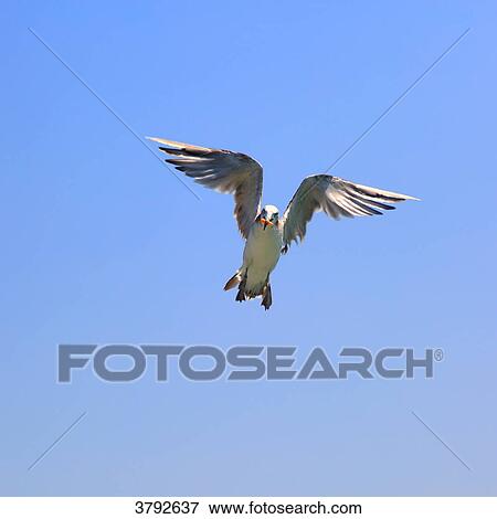 Seagul in a blue sky View Large Photo Image Stock Photo - Seagul in a blue sky. Fotosearch