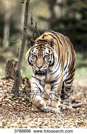 Siberian tiger in the wood View Large Photo Image Stock Photograph - Siberian tiger in the wood. Fotosearch