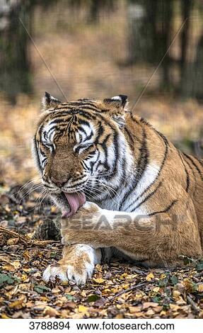 Siberian tiger licking his leg View Large Photo Image Picture - Siberian tiger licking his leg. Fotosearch