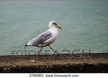 Stock Image - Silver Goeland. Fotosearch