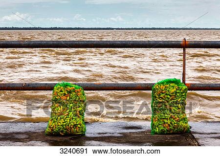 South America, Amazon, Belem, chillies in bags along the Amazon river View Large Photo Image Stock Image - South America, Amazon, Belem, chillies in bags along the Amazon river. Fotosearch