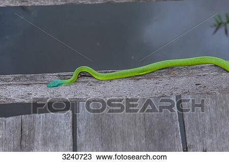 Stock Image - South America, Amazon, green snake on a landing stage along the Rio river near Manaus. Fotosearch