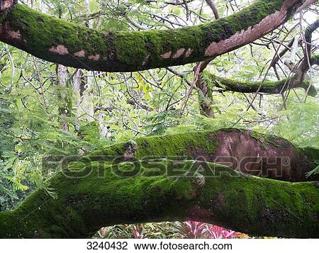 South America, Amazon rainforest, tree covered with foam View Large Photo Image Stock Image - South America, Amazon rainforest, tree covered with foam. Fotosearch