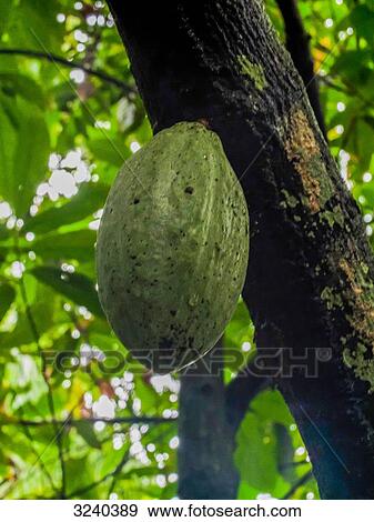 Stock Photo - South America, Brazil, near Belem, Guajara Bay, cocoa bean on a tree. Fotosearch