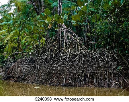 Stock Photo - South America, Brazil, tree roots in the mangrove at low tide in the Guajara Bay. Fotosearch