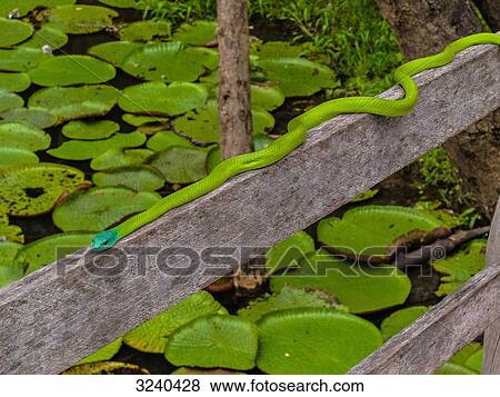South America, Rio river, green snake on a pier View Large Photo Image Stock Photo - South America, Rio river, green snake on a pier. Fotosearch
