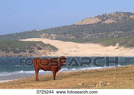 Spain, Andalousia. Bolonia beach close to Tarifa. View Large Photo Image Picture - Spain, Andalousia. Bolonia beach close to Tarifa.. Fotosearch