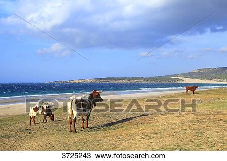 Spain, Andalousia. Bolonia beach close to Tarifa. View Large Photo Image Stock Image - Spain, Andalousia. Bolonia beach close to Tarifa.. Fotosearch