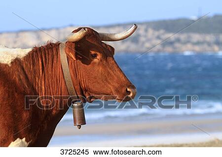 Spain, Andalousia. Bolonia beach close to Tarifa. View Large Photo Image Stock Photography - Spain, Andalousia. Bolonia beach close to Tarifa.. Fotosearch