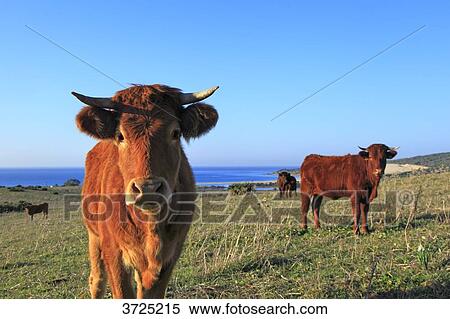 Spain, Andalousia. Tarifa. Cow and Las Dunas point. View Large Photo Image Stock Photography - Spain, Andalousia. Tarifa. Cow and Las Dunas point.. Fotosearch