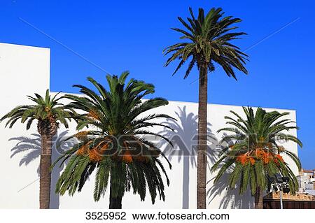 Spain, Andalusia, Tarifa, white wall and palm trees View Large Photo Image Stock Image - Spain, Andalusia, Tarifa, white wall and palm trees. Fotosearch
