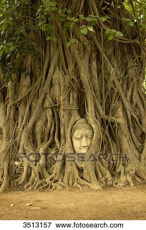 Thailand, Ayutthaya, Boudha's head in Banyan roots, historic park View Large Photo Image Stock Photo - Thailand, Ayutthaya, Boudha's head in Banyan roots, historic park. Fotosearch