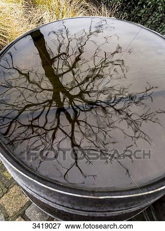 Stock Photo - Tree reflecting in a puddle on a barrel. Fotosearch