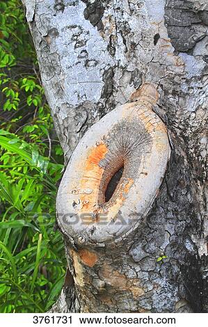Tree. View Large Photo Image Stock Image - Tree.. Fotosearch