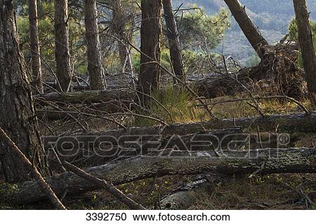 Trees blown down by a storm View Large Photo Image Stock Image - Trees blown down by a storm. Fotosearch