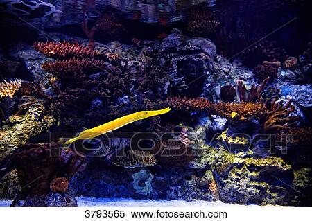 Trumpet Chinese aquarium in Lisbon, Portugal View Large Photo Image Stock Photography - Trumpet Chinese aquarium in Lisbon, Portugal. Fotosearch