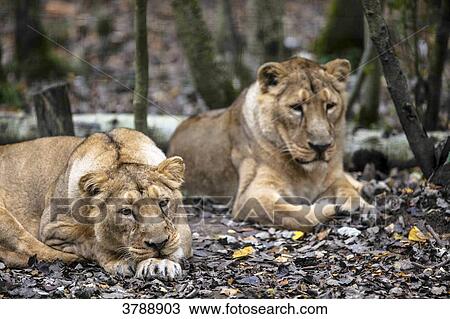 Two female African Lions in the wood View Large Photo Image Stock Image - Two female African Lions in the wood. Fotosearch