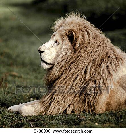 White lion portrait View Large Photo Image Stock Image - White lion portrait. Fotosearch