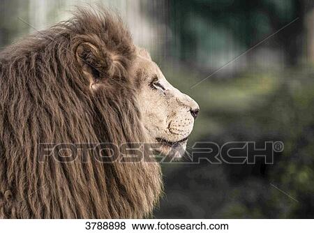 White lion portrait View Large Photo Image Stock Photo - White lion portrait. Fotosearch